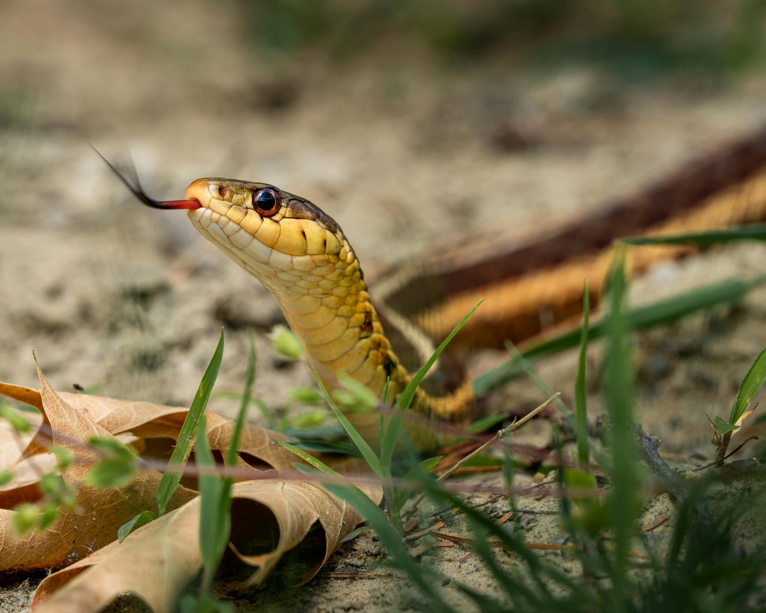 Why Are Harmless Snakes a Danger?