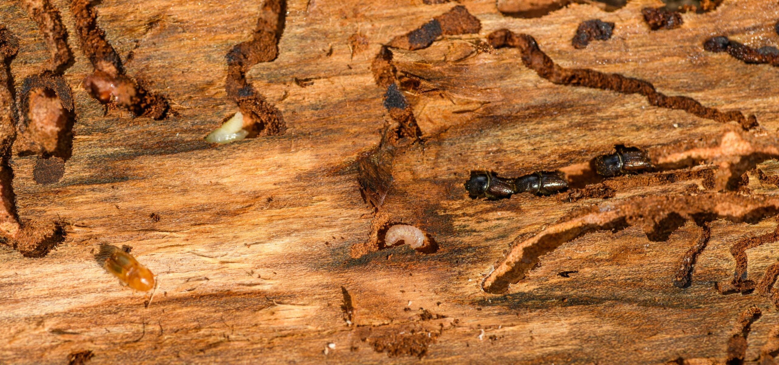 Wood-destroying termites in Arizona and how to protect your home from a swarm