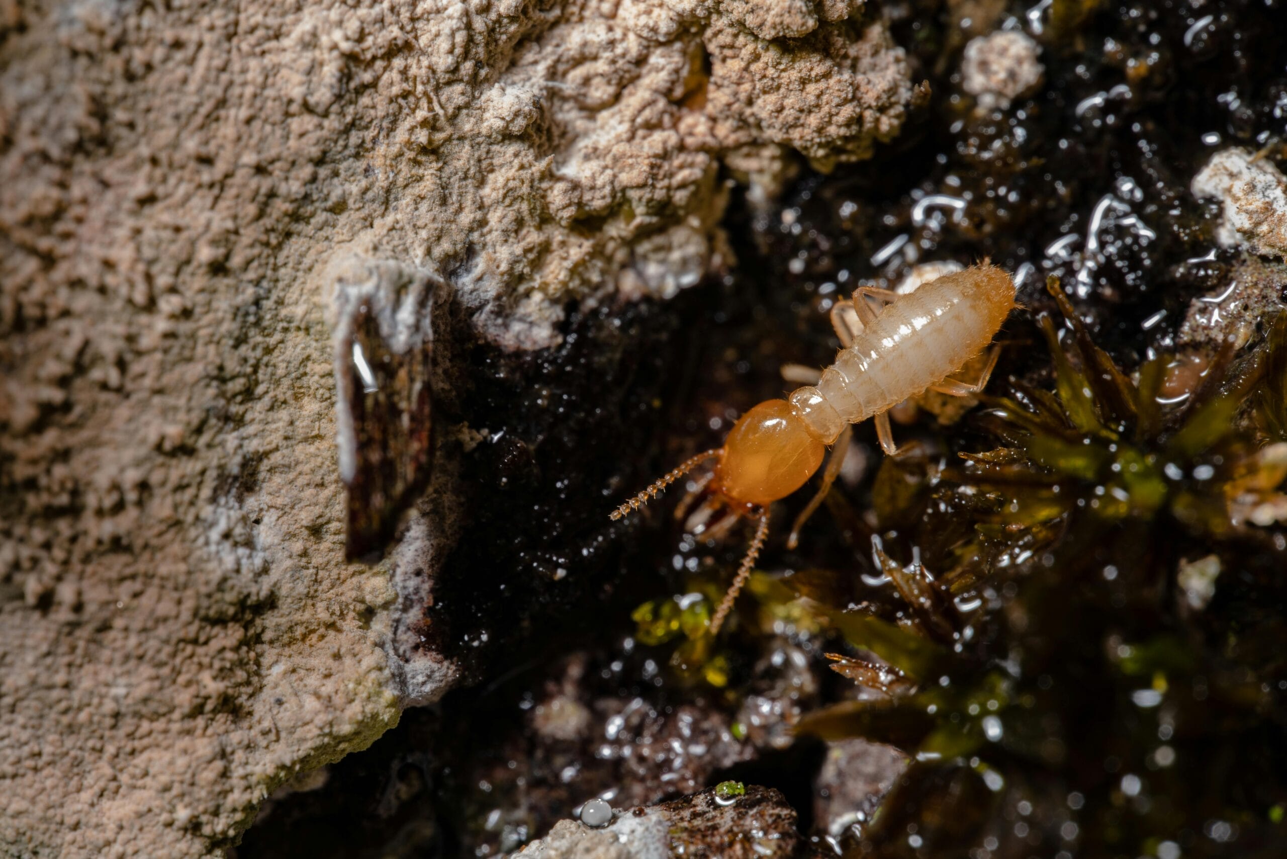 termites in arizona, what to watch out for as a homeowner