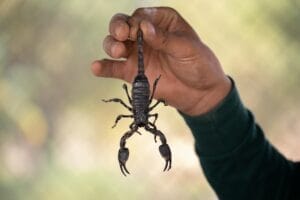 How to prevent scorpions in your home in arizona
