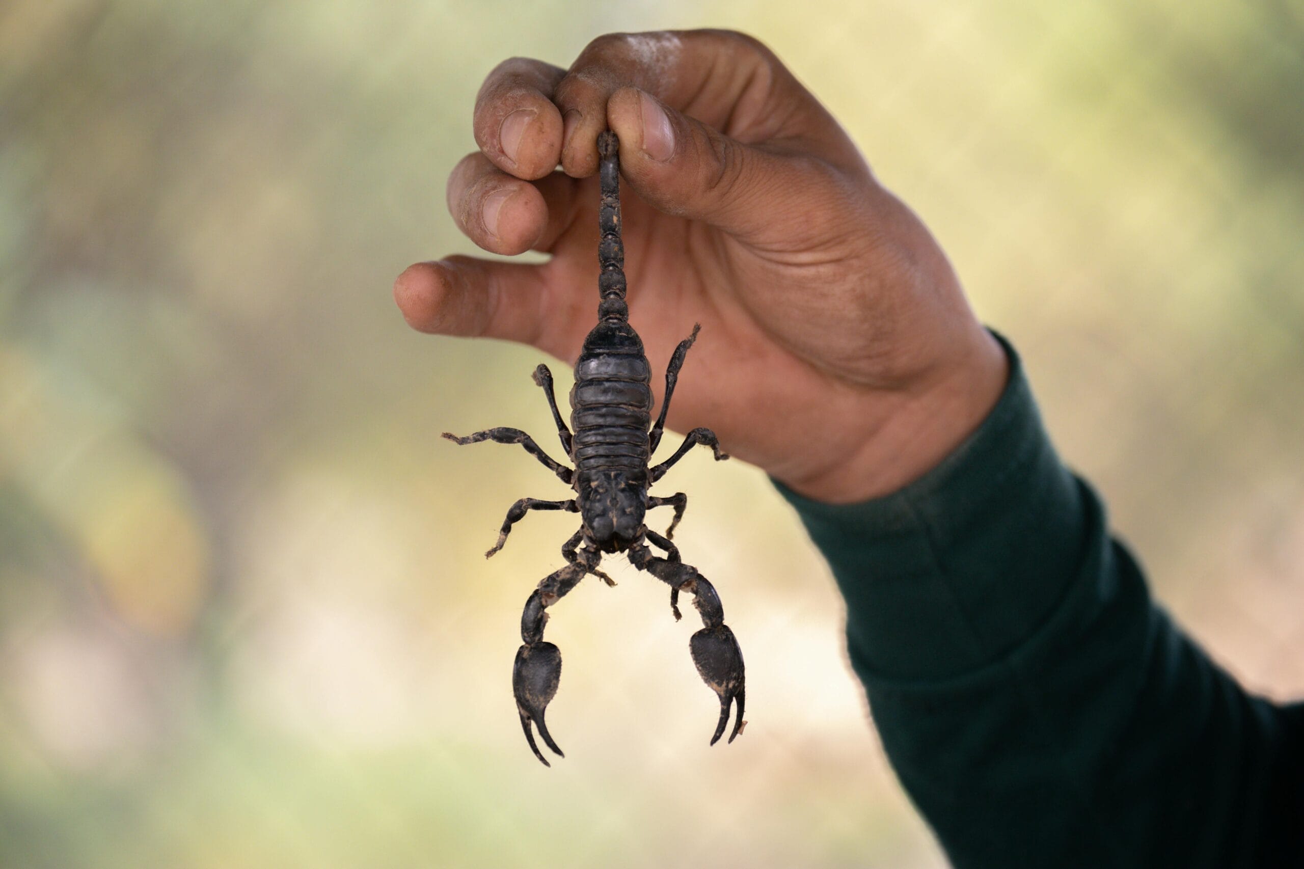 How to prevent scorpions in your home in arizona